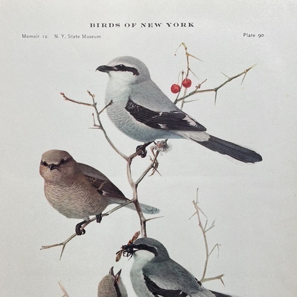 🖤5/$25 Antique Ornithological Bird Print Original